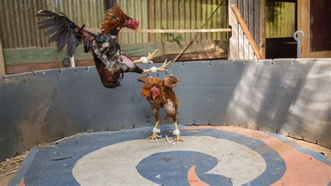 Cockfighting Laws And e.